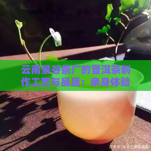 云南景谷茶厂的普洱茶制作工艺与品质：亲身体验与评价