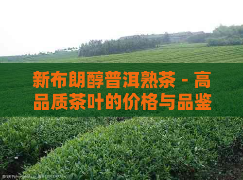 新布朗醇普洱熟茶 - 高品质茶叶的价格与品鉴指南