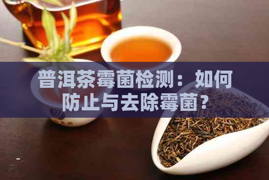 普洱茶霉菌检测：如何防止与去除霉菌？