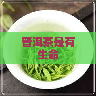 普洱茶是有生命