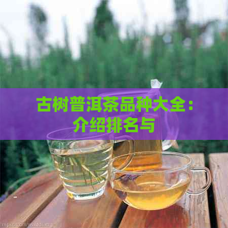 古树普洱茶品种大全：介绍排名与