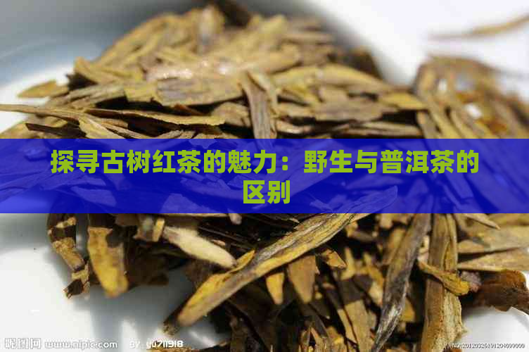 探寻古树红茶的魅力：野生与普洱茶的区别