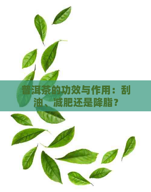 普洱茶的功效与作用：刮油、减肥还是降脂？