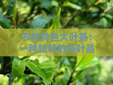 农村特色大叶茶：一种独特的茶叶品种探析