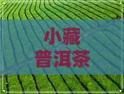 小藏普洱茶好吗