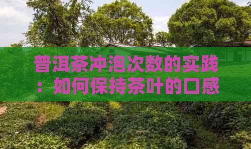 普洱茶冲泡次数的实践：如何保持茶叶的口感和品质？