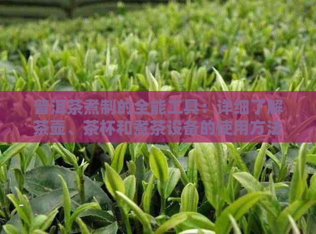 普洱茶煮制的全能工具：详细了解茶壶、茶杯和煮茶设备的使用方法