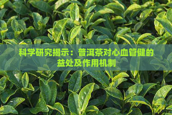 科学研究揭示：普洱茶对心血管健的益处及作用机制