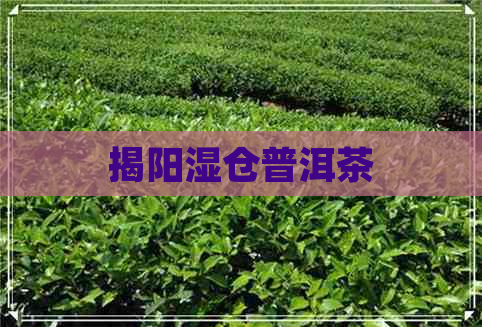 揭阳湿仓普洱茶