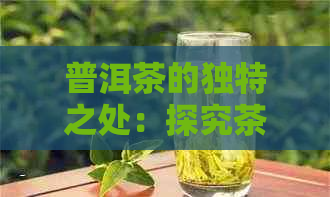 普洱茶的独特之处：探究茶杆子在其中的角色