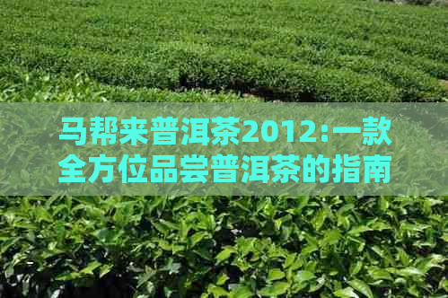 马帮来普洱茶2012:一款全方位品尝普洱茶的指南与评价