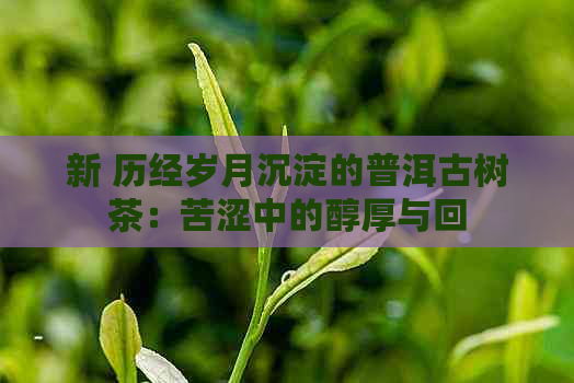 新 历经岁月沉淀的普洱古树茶：苦涩中的醇厚与回