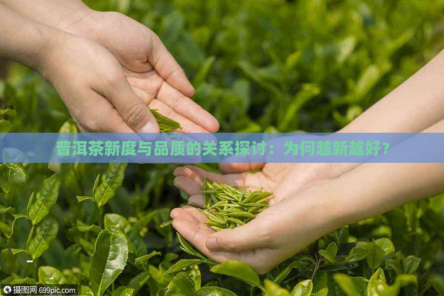 普洱茶新度与品质的关系探讨：为何越新越好？