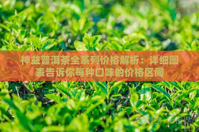 神益普洱茶全系列价格解析：详细图表告诉你每种口味的价格区间