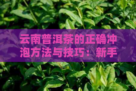 云南普洱茶的正确冲泡方法与技巧：新手入门指南