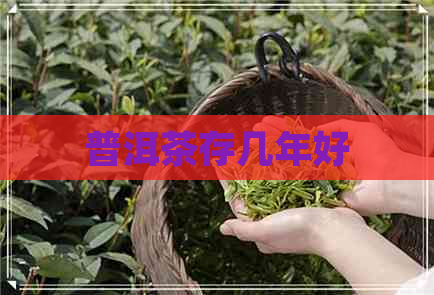 普洱茶存几年好