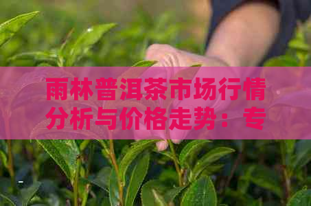 雨林普洱茶市场行情分析与价格走势：专业报价网站全面解答您的疑问