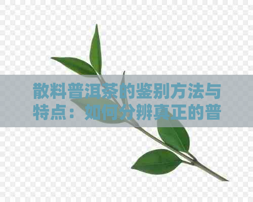 散料普洱茶的鉴别方法与特点：如何分辨真正的普洱茶？