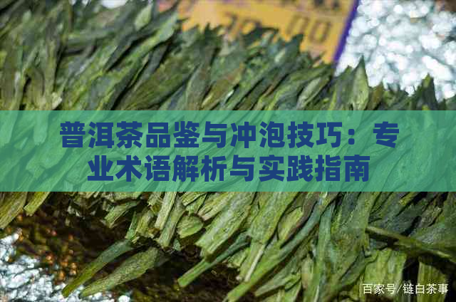 普洱茶品鉴与冲泡技巧：专业术语解析与实践指南