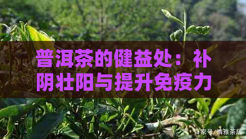 普洱茶的健益处：补阴壮阳与提升免疫力的密钥