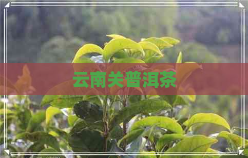 云南关普洱茶