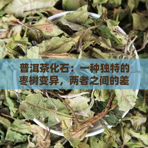 普洱茶化石：一种独特的枣树变异，两者之间的差异分析