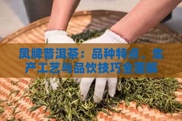 凤牌普洱茶：品种特点、生产工艺与品饮技巧全面解析