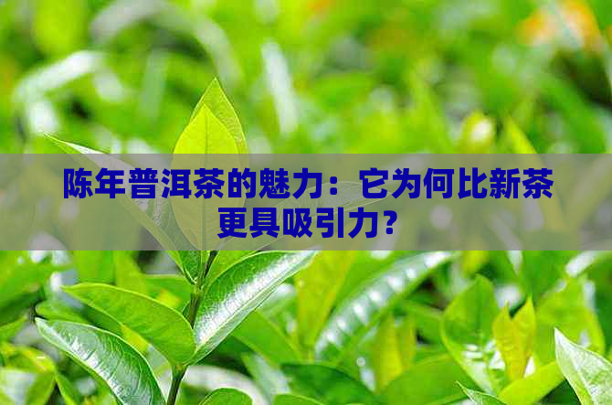 陈年普洱茶的魅力：它为何比新茶更具吸引力？