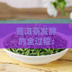 普洱茶发酵的全过程：如何从运输过程中促进茶叶的化学变化