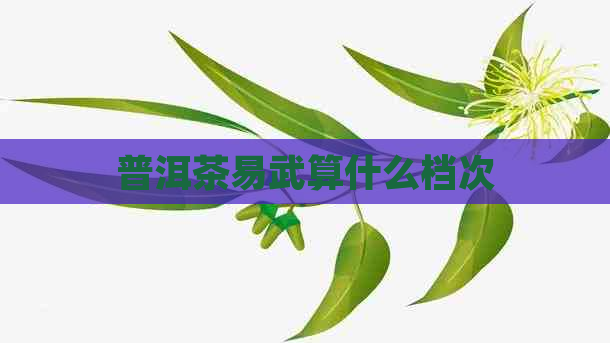 普洱茶易武算什么档次