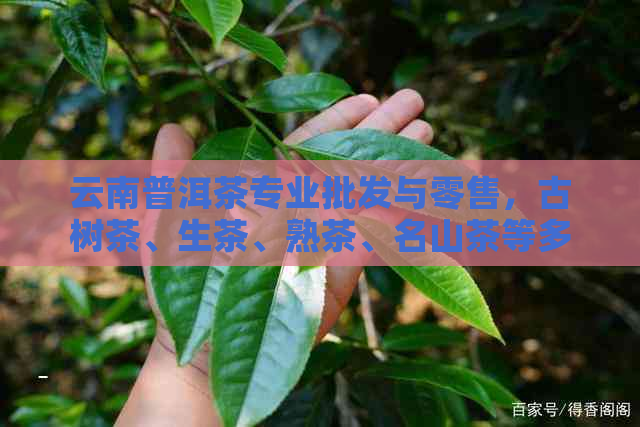 云南普洱茶专业批发与零售，古树茶、生茶、熟茶、名山茶等多种类型供您选择