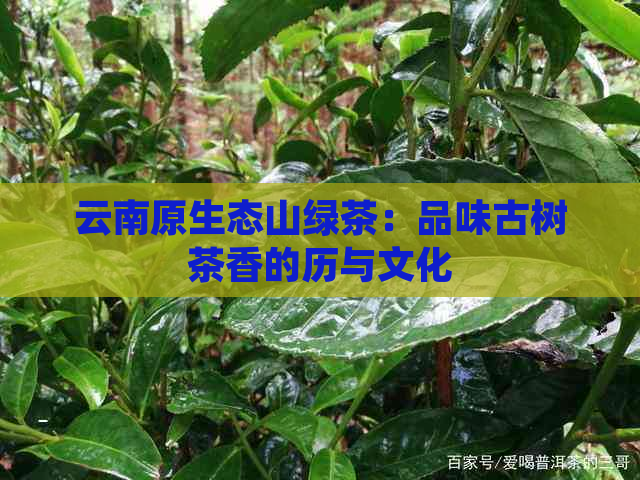 云南原生态山绿茶：品味古树茶香的历与文化