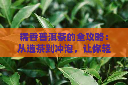 糯香普洱茶的全攻略：从选茶到冲泡，让你轻松掌握制作技巧