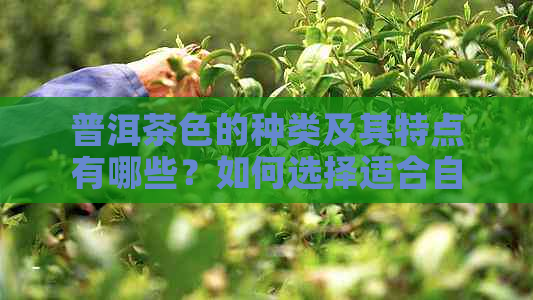 普洱茶色的种类及其特点有哪些？如何选择适合自己的普洱茶？