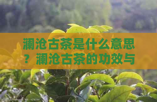 澜沧古茶是什么意思？澜沧古茶的功效与作用、产地及官方网站。