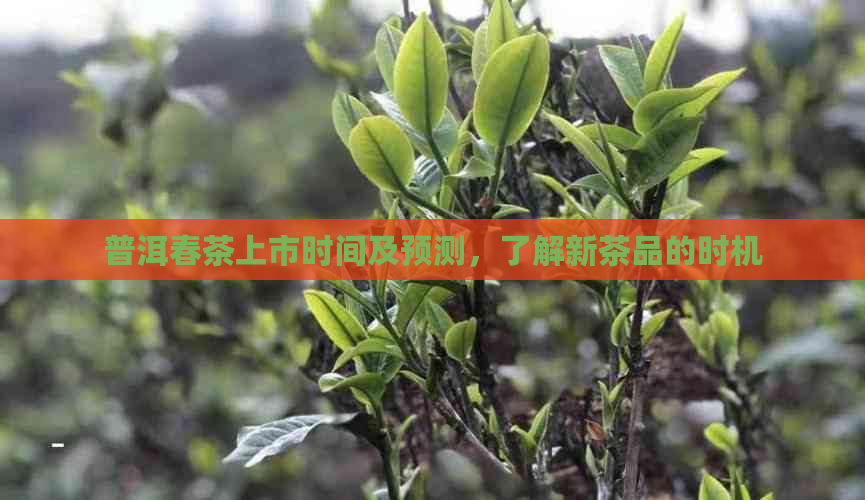 普洱春茶上市时间及预测，了解新茶品的时机