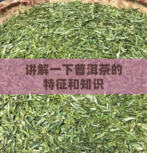 讲解一下普洱茶的特征和知识