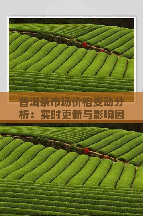 普洱茶市场价格变动分析：实时更新与影响因素探讨