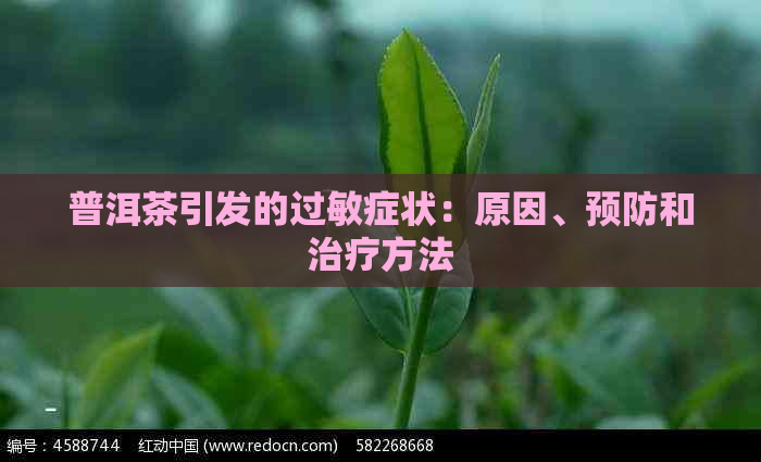 普洱茶引发的过敏症状：原因、预防和治疗方法