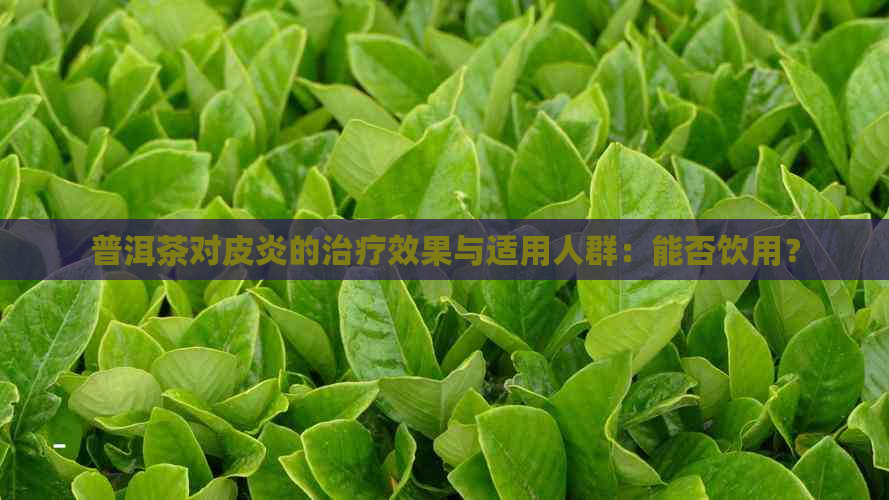 普洱茶对皮炎的治疗效果与适用人群：能否饮用？