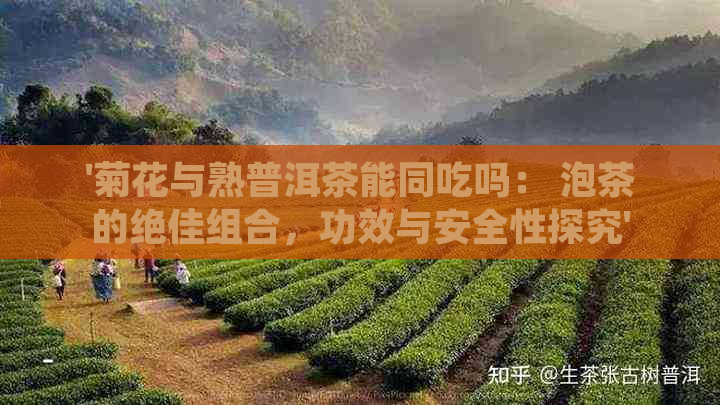 '菊花与熟普洱茶能同吃吗： 泡茶的绝佳组合，功效与安全性探究'