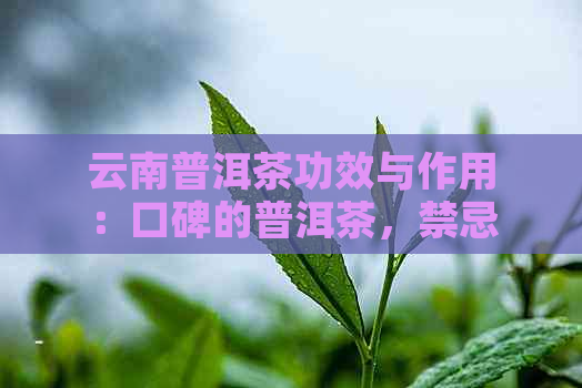 云南普洱茶功效与作用：口碑的普洱茶，禁忌、价格及副作用一应俱全！