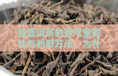 新普洱茶的香气重要性与判断方法，为什么闻香对于品茗至关重要？