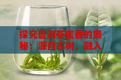 探究普洱茶蜜香的奥秘：源自古树，融入现代科技的独特韵味