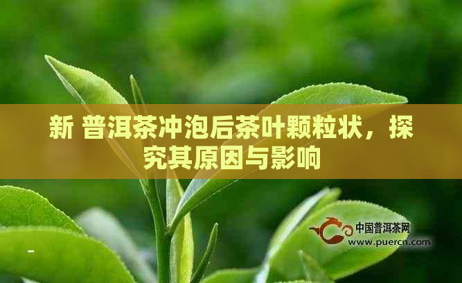 新 普洱茶冲泡后茶叶颗粒状，探究其原因与影响