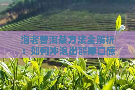 泡老普洱茶方法全解析：如何冲泡出醇厚口感的老普洱茶？