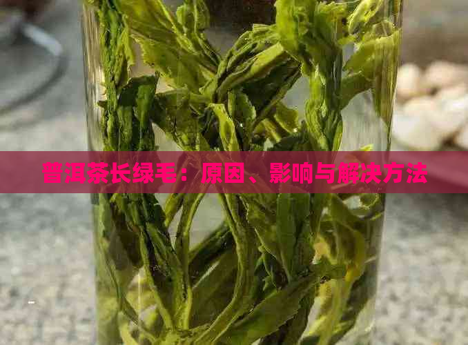 普洱茶长绿毛：原因、影响与解决方法