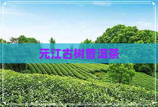 元江古树普洱茶