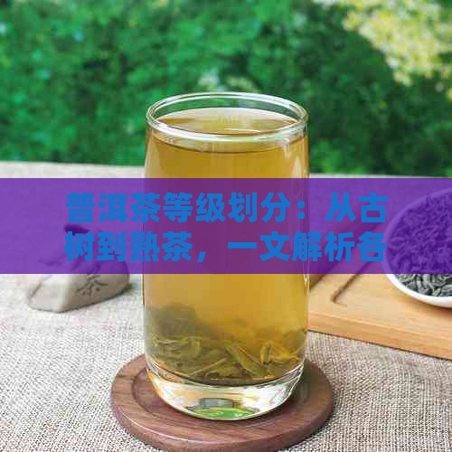 普洱茶等级划分：从古树到熟茶，一文解析各类茶叶的特点与价值