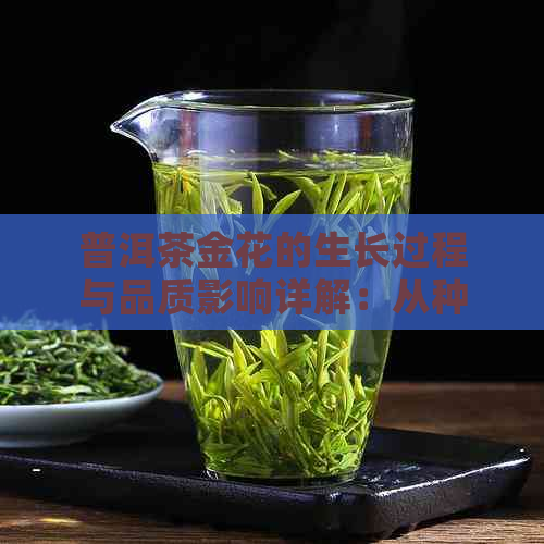 普洱茶金花的生长过程与品质影响详解：从种植到冲泡的全方位了解